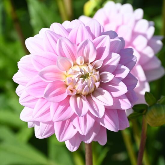 Dahlia Offshore Dream- dālija